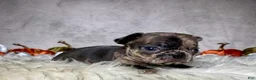 Mixed Breed dogs for sale: Mr. Beau  - Ad 7