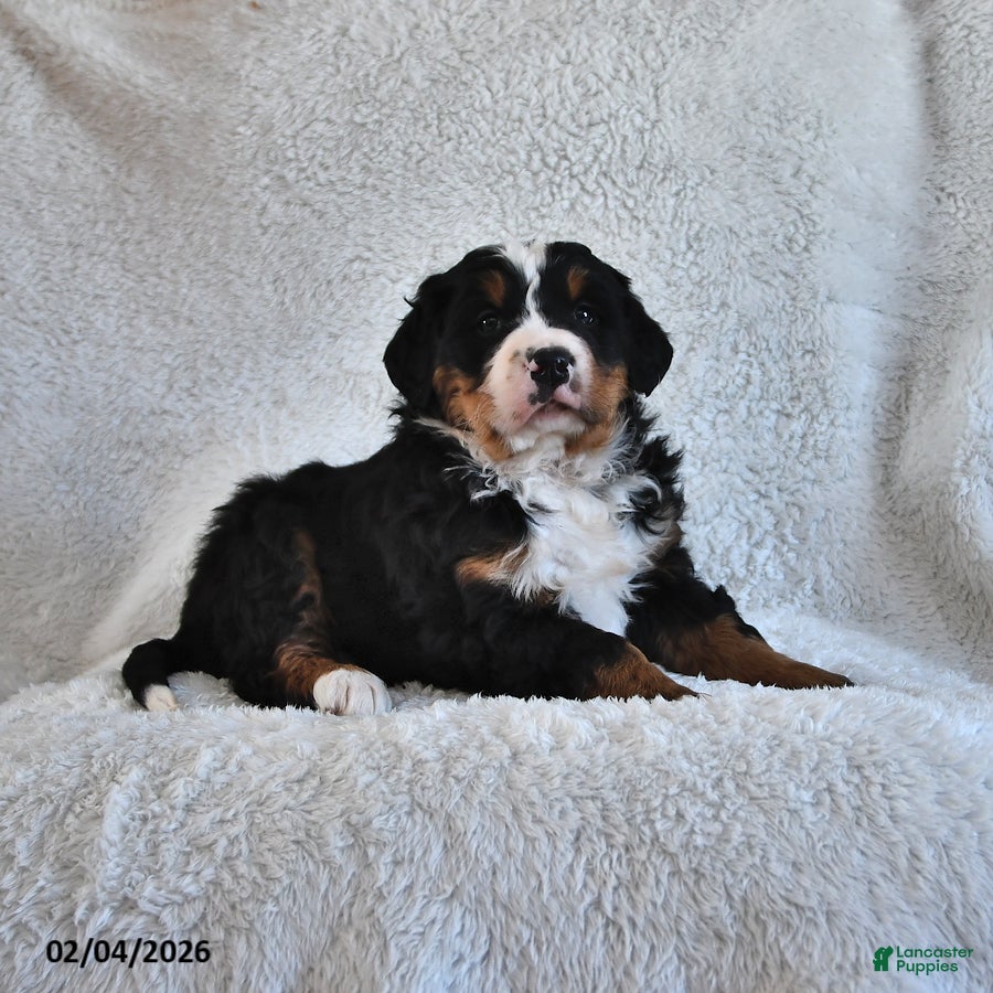 Bernese Mountain Dog dogs Creed - Ad 42