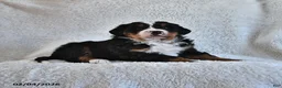 Bernese Mountain Dog dogs for sale: Creed - Ad 1