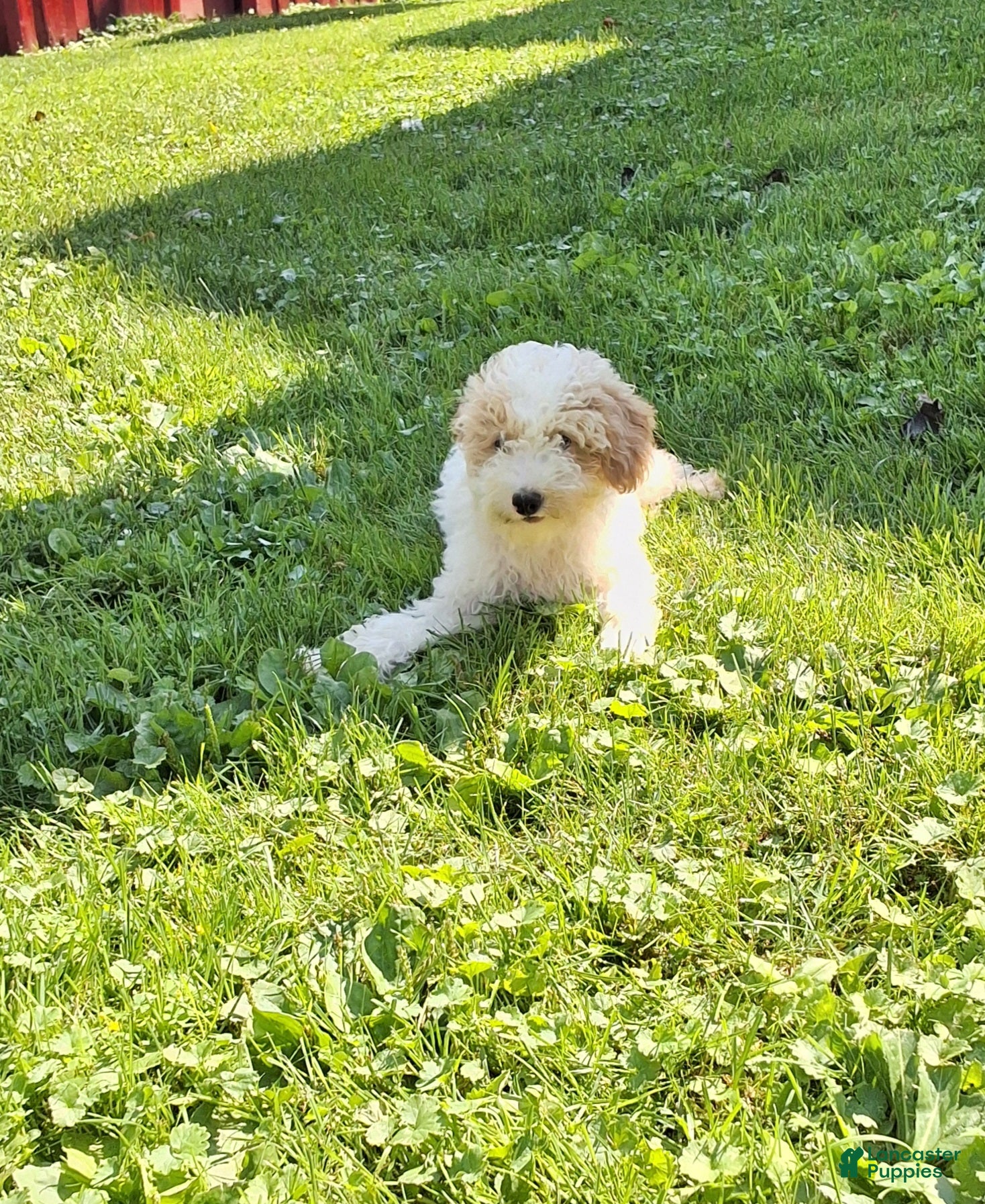 Miniature Poodle dogs Tanner  - Ad 2