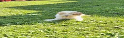 Miniature Poodle dogs for sale: Tanner  - Ad 2