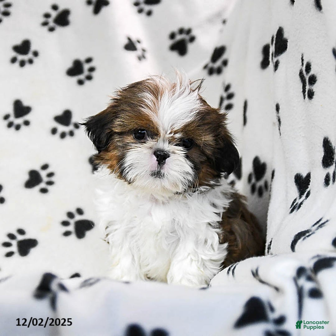 Shih Tzu dogs for sale: Oaklee - Ad 1