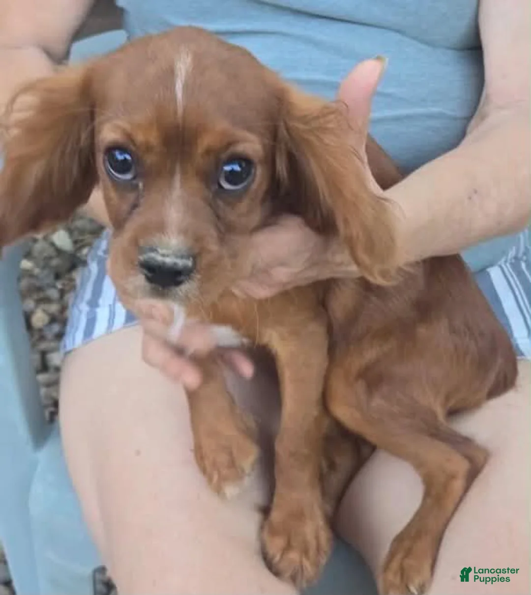 Cavalier King Charles Spaniel dogs for sale: Sassy - Ad 1