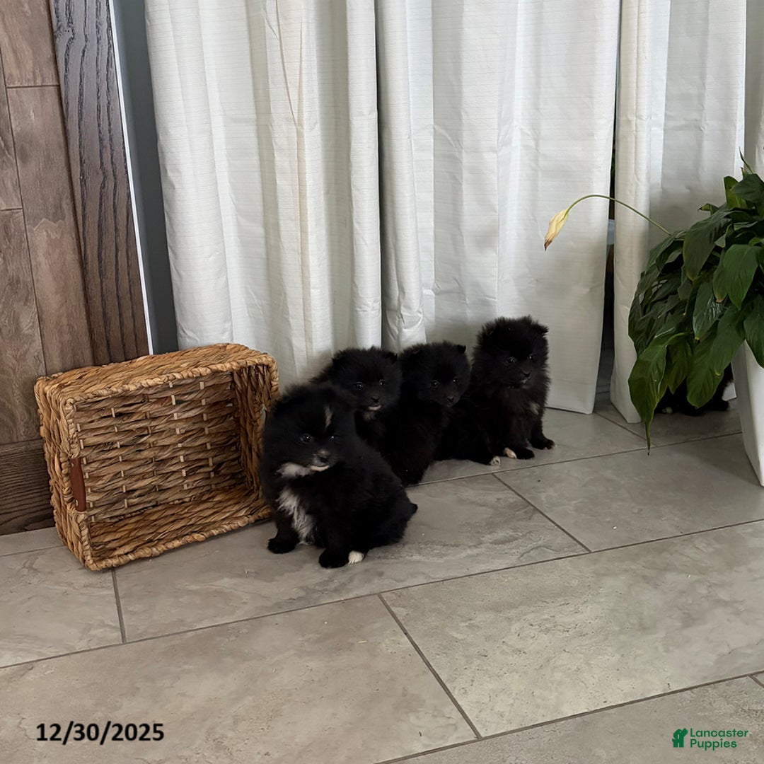 Pomeranian dogs for sale: Libby - Ad 5