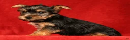 Yorkshire Terrier dogs for sale: Hershey - Ad 7