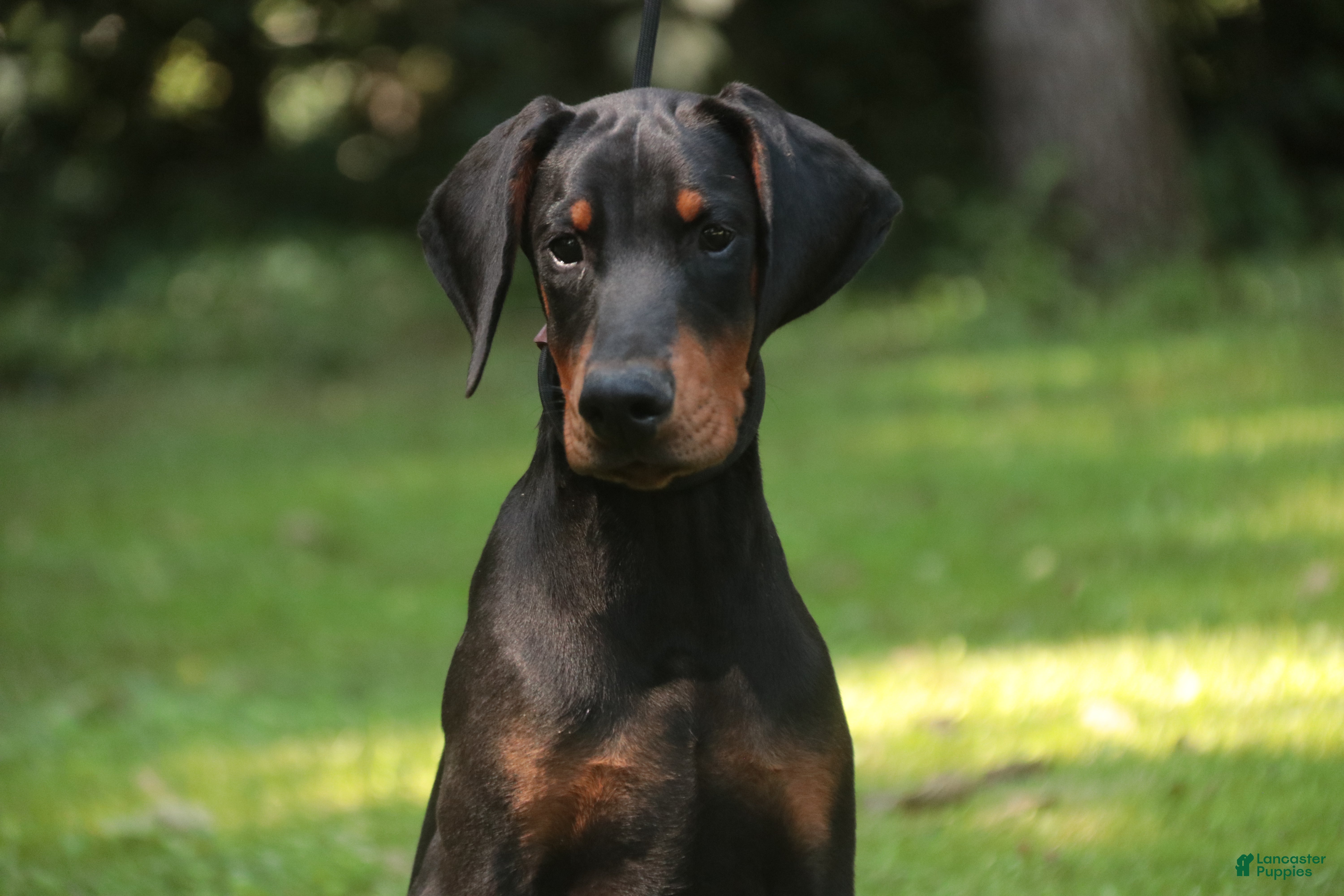 Doberman Pinscher dogs Griffin - Ad 1
