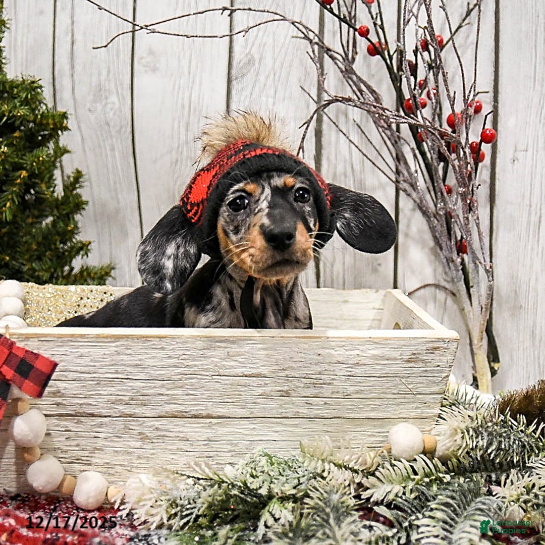 Miniature Dachshund dogs for sale: Wilbur - Ad 4