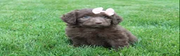 Mini Aussiedoodle dogs for sale: Callie - Ad 2