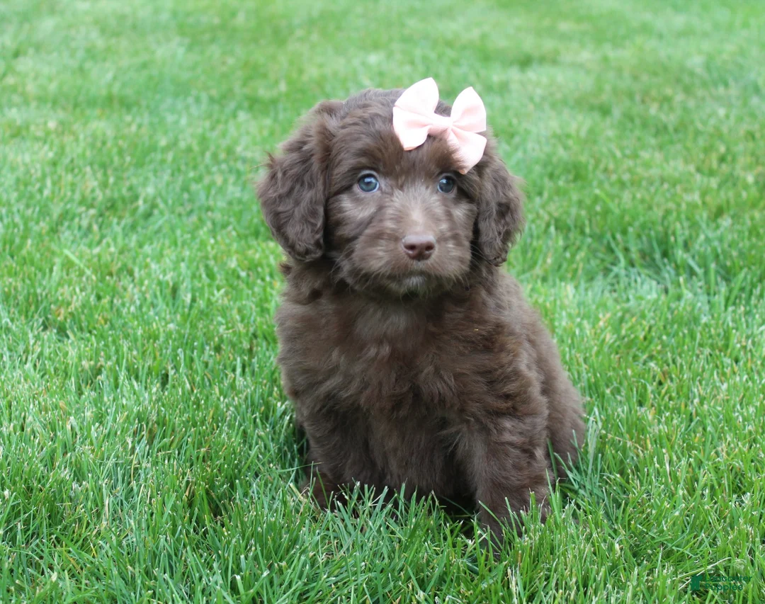 Mini Aussiedoodle dogs for sale: Callie - Ad 2