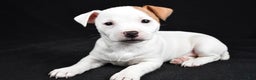 Jack Russell Terrier dogs for sale: Pansy - Ad 8
