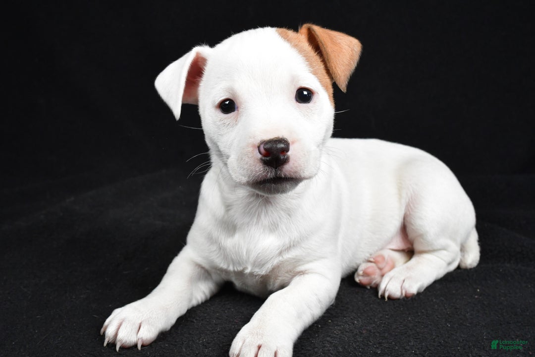 Jack Russell Terrier dogs for sale: Pansy - Ad 8