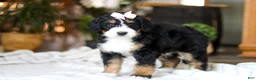 Bernedoodle dogs for sale: Paddie - Ad 2