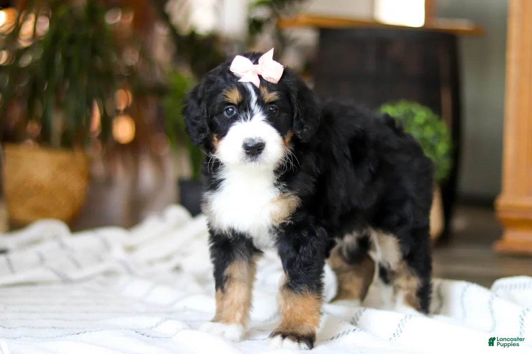 Bernedoodle dogs for sale: Paddie - Ad 2