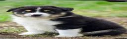 Miniature Australian Shepherd dogs for sale: Miniature Australian Shepherd 4 - Ad 6
