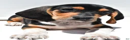 Beagle dogs for sale: Robert - Ad 10