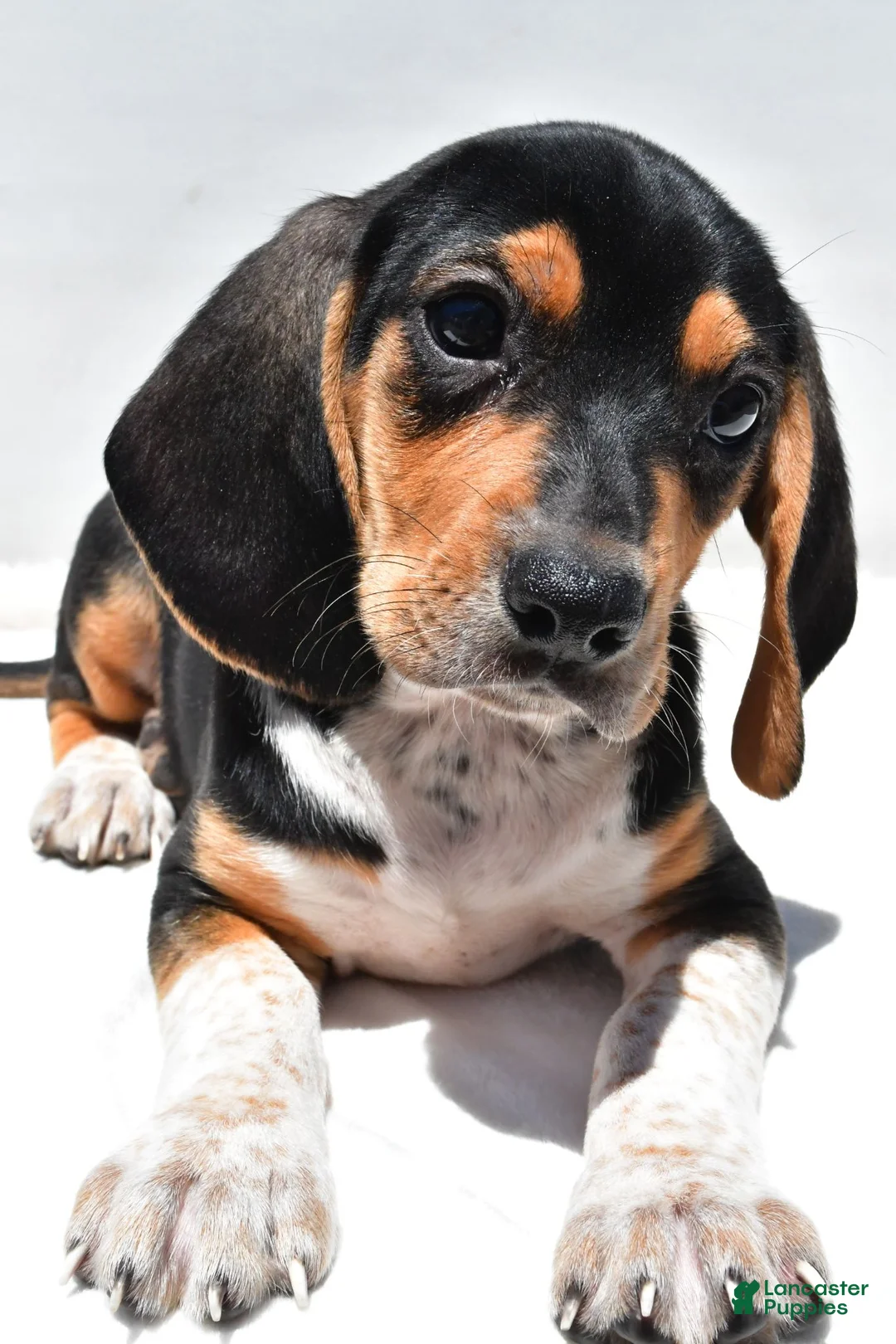 Beagle dogs for sale: Robert - Ad 10