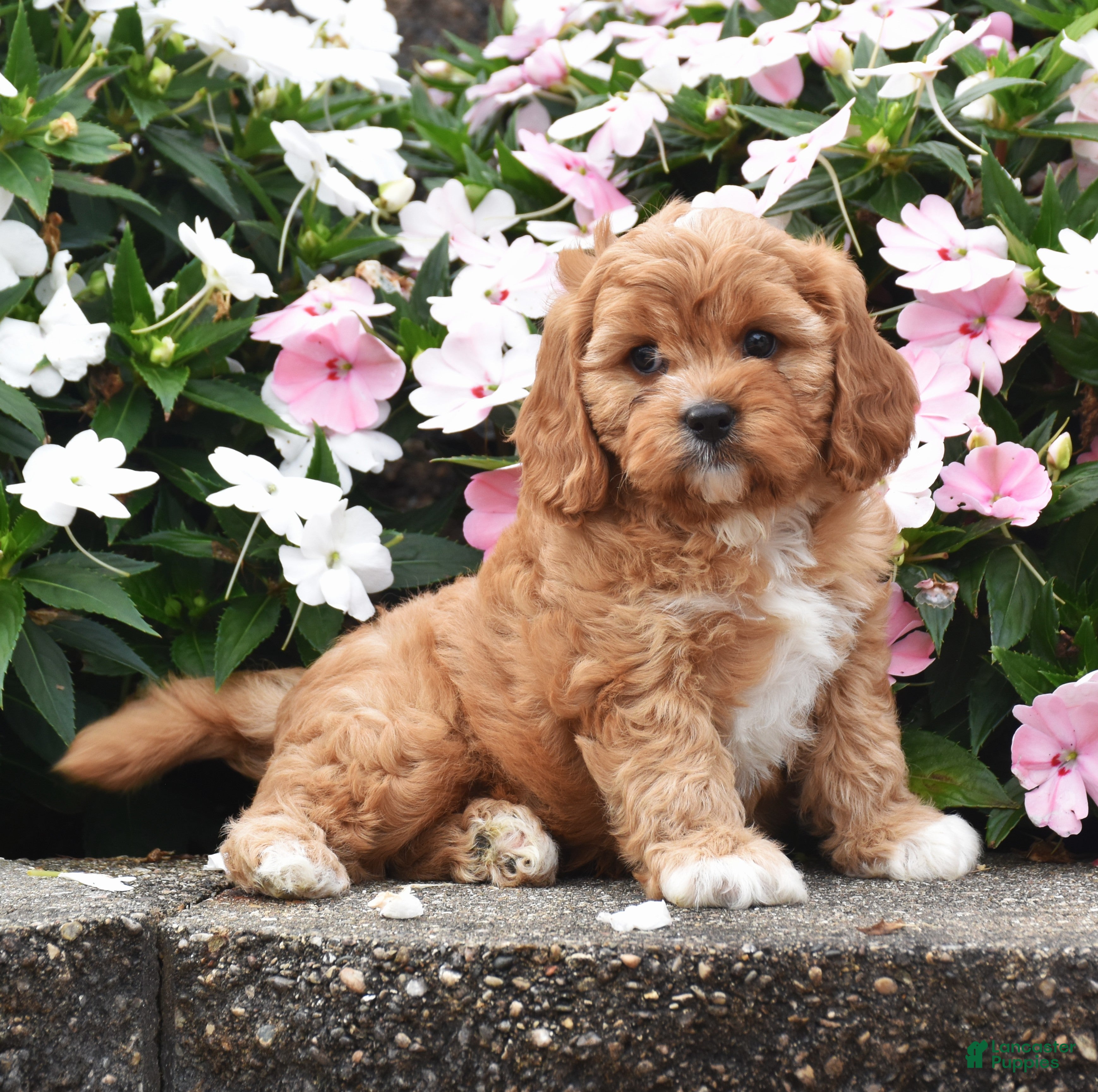 Cavapoo dogs Otis - Ad 2