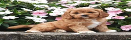Cavapoo dogs for sale: Otis - Ad 2