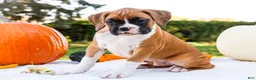 Boxer dogs for sale: Obee Boxer - Ad 6