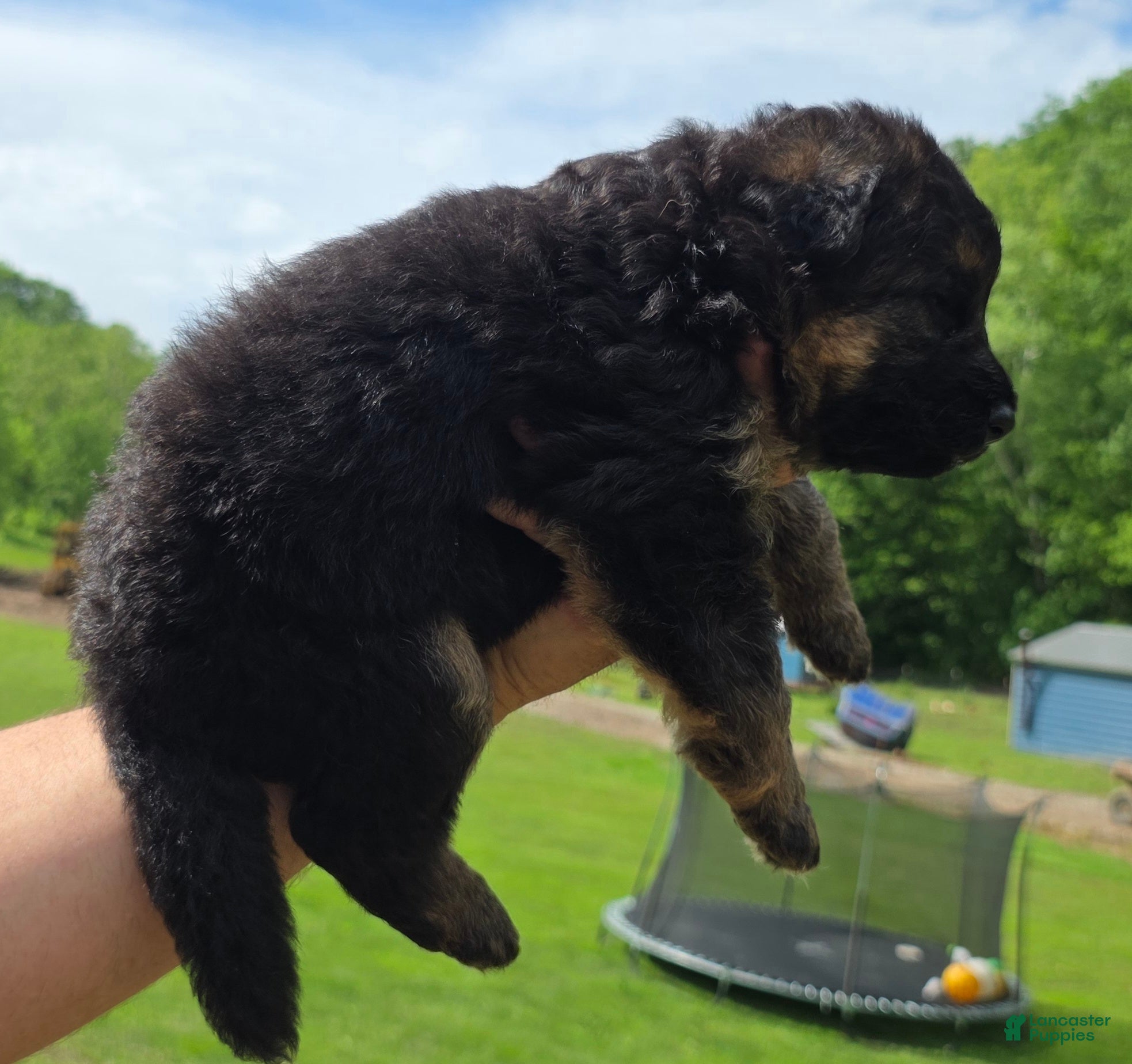 German Shepherd dogs German Shepherd Puppy 2 - Ad 2