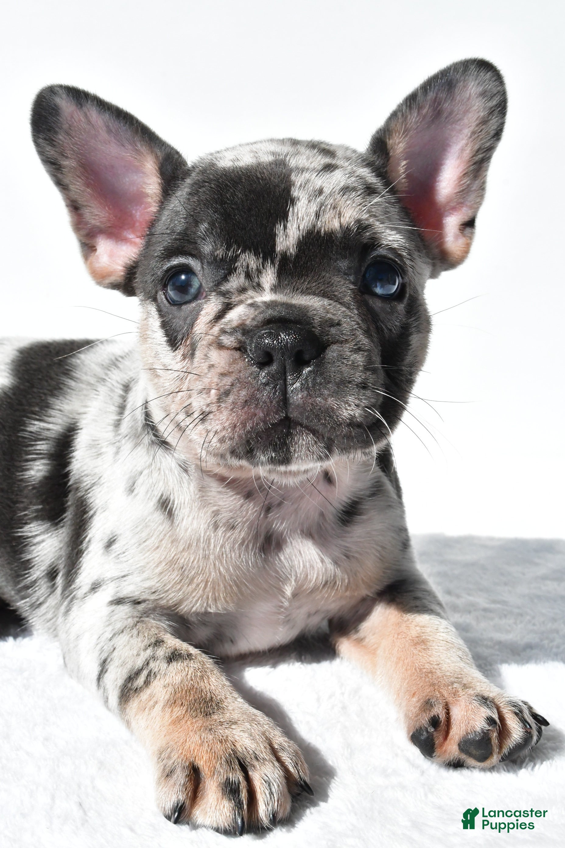 French Bulldog dogs Echo - Ad 2