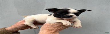 Frenchton Puppy 1
