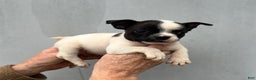 Frenchton dogs for sale: Frenchton Puppy 1 - Ad 1
