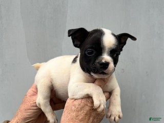 Frenchton dogs Frenchton Puppy 1 - Ad 12