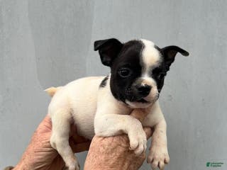 Frenchton dogs Frenchton Puppy 1 - Ad 3