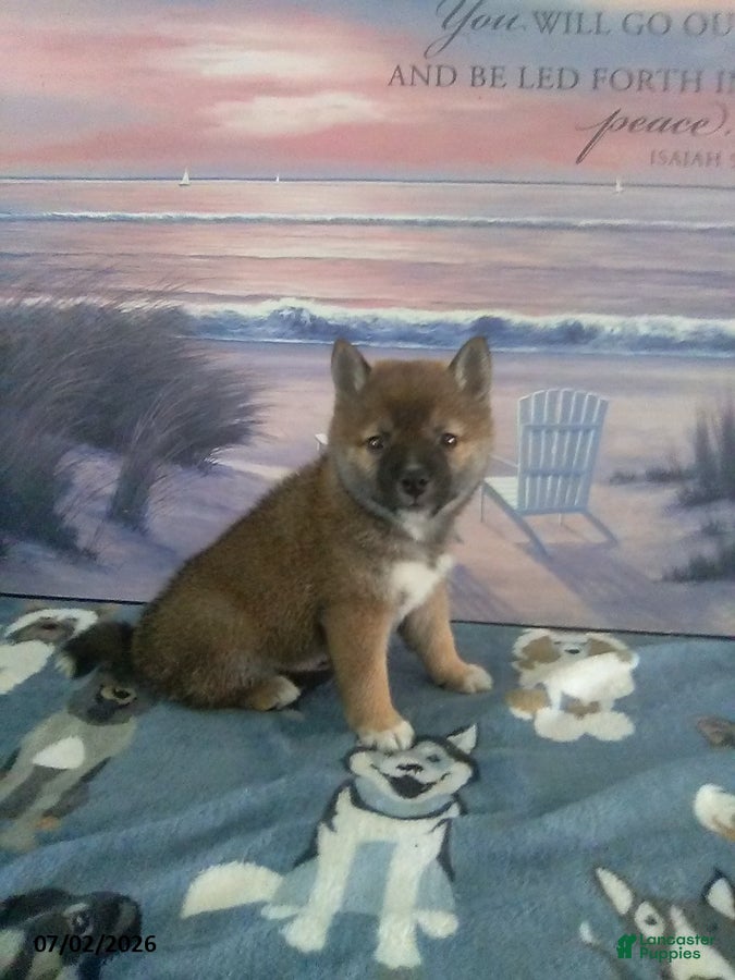 Shiba Inu dogs Sherry - Ad 1