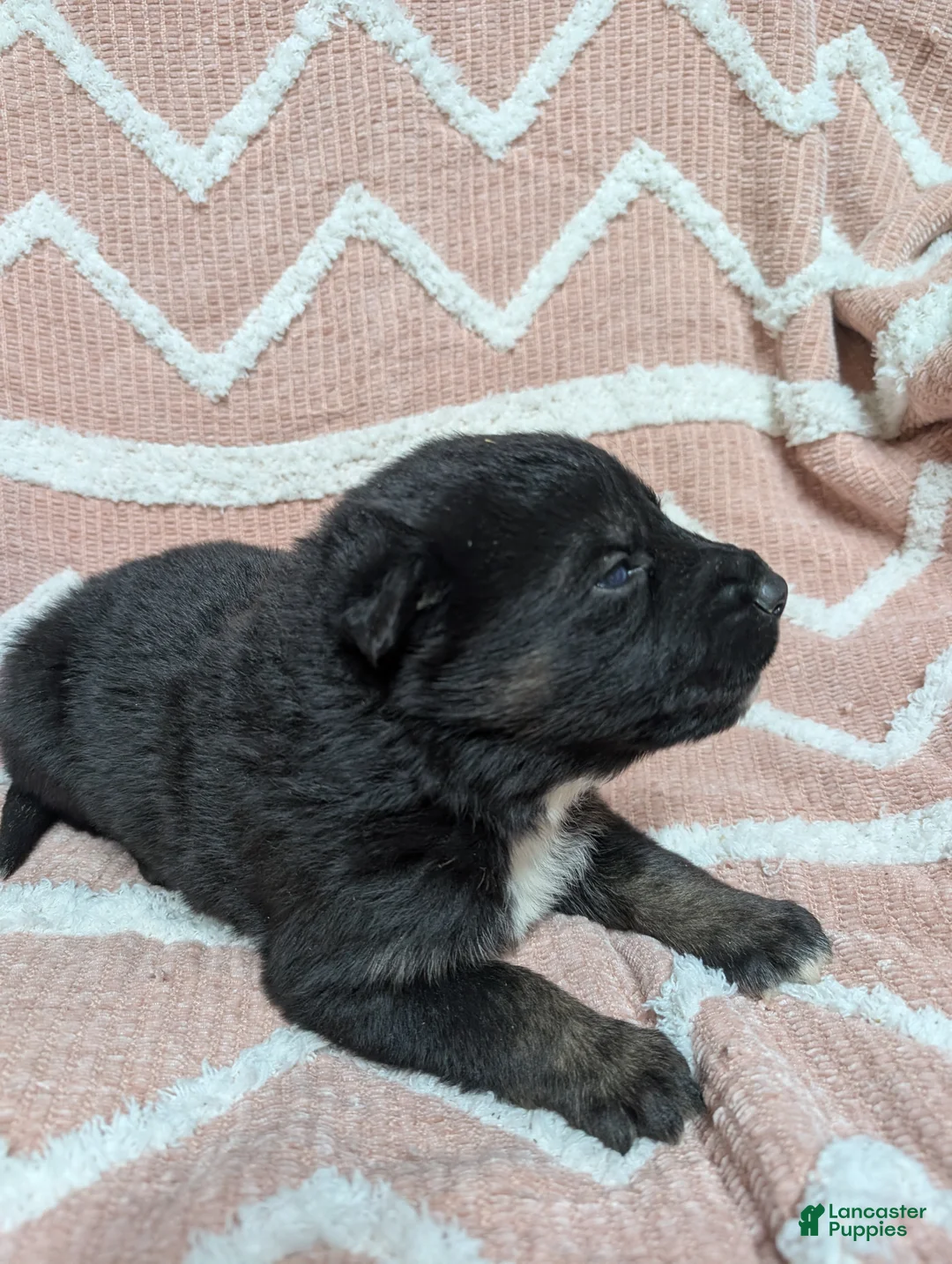 Gerberian Shepsky dogs for sale: Camilla  - Ad 6