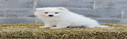 Samoyed dogs for sale: Arctica - Ad 2