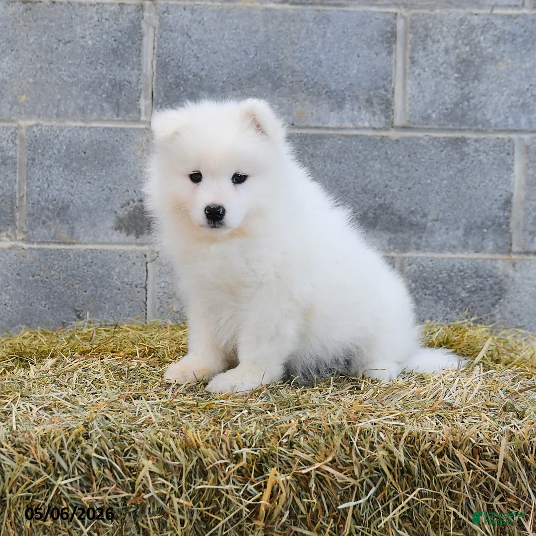 Samoyed dogs for sale: Arctica - Ad 2