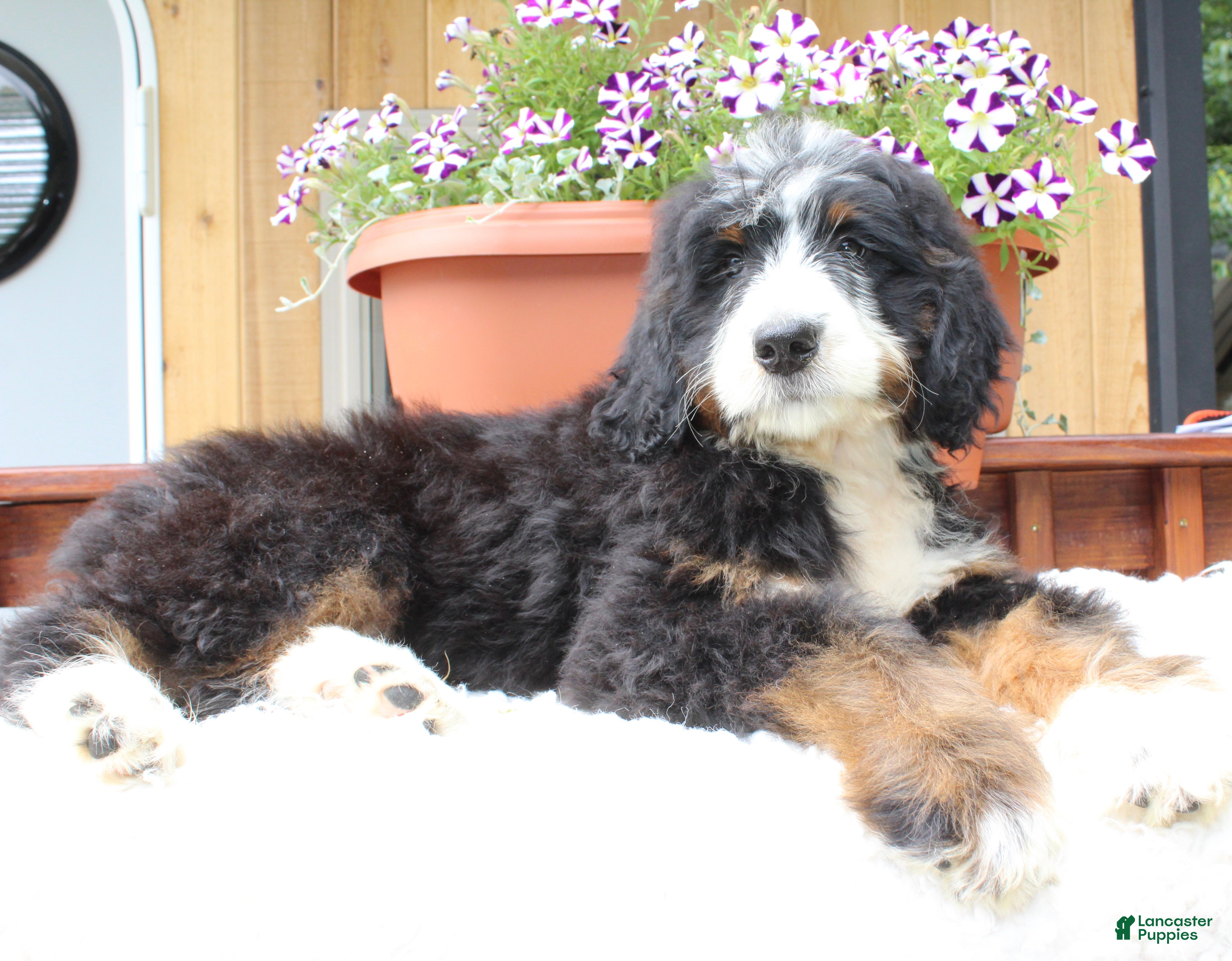 Bernedoodle dogs for sale: Garret  - Ad 1