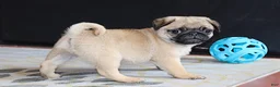 Pug dogs for sale: Alan - Ad 5