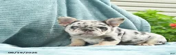 French Bulldog dogs for sale: Diamond  - Ad 4