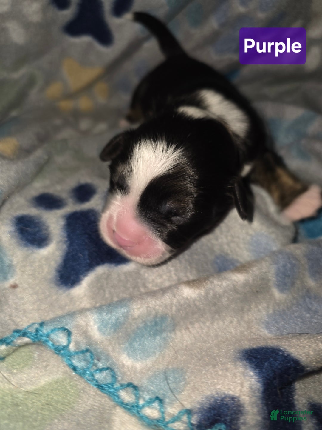 Mixed Breed dogs for sale: Purple - Ad 6