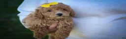 Bichpoo dogs for sale: Nella🌸 - Ad 3