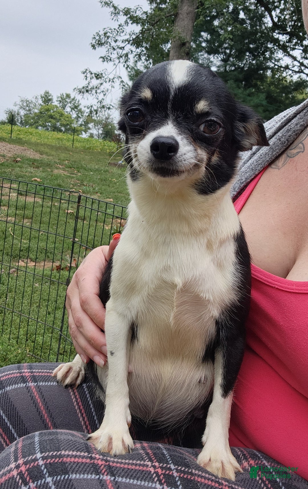 Chihuahua dogs for sale: Annies Female 3 - Ad 5