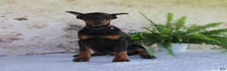 Doberman Pinscher dogs for sale: Sheila - Ad 3