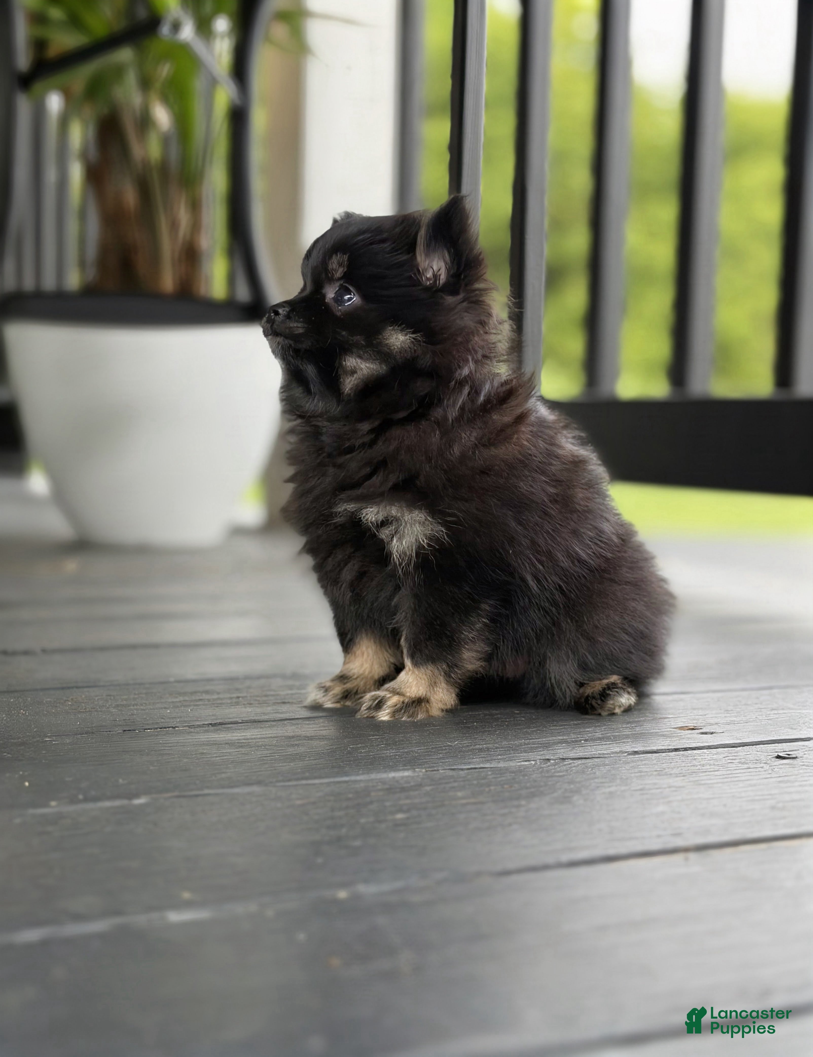 Pomeranian dogs Peanut Butter  - Ad 1