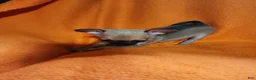 Chihuahua dogs for sale: Chihuahua 3 - Ad 7