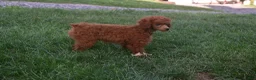 Miniature Poodle dogs for sale: Denver  💕🐶 - Ad 14