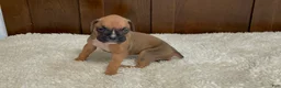 Boxer dogs for sale: Moxy - Ad 24