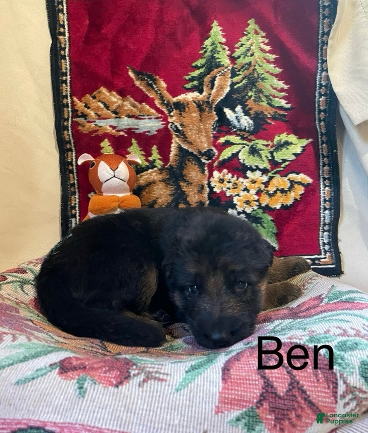German Shepherd dogs Ben - Ad 2