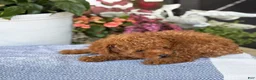 Toy Poodle dogs for sale: Mickey - Ad 8