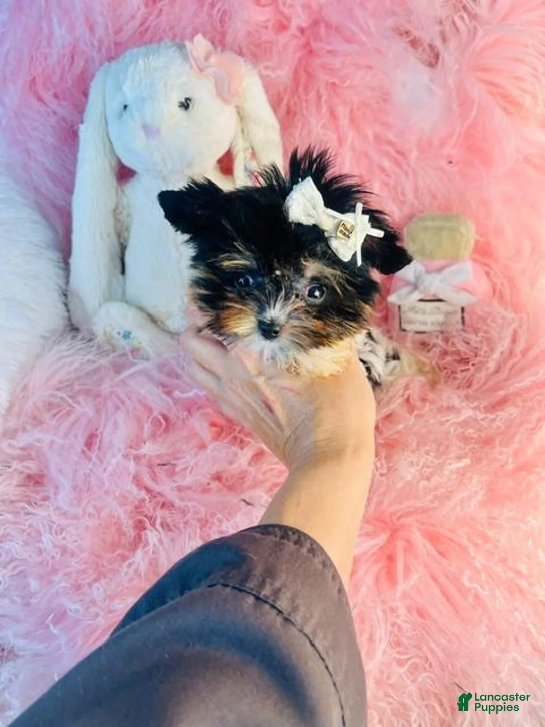Yorkshire Terrier dogs for sale: Yorkshire Terrier 1 - Ad 3