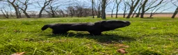 Newfoundland dogs for sale: Halo - Ad 11