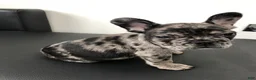 French Bulldog dogs for sale: French Bulldog 2 - Ad 2