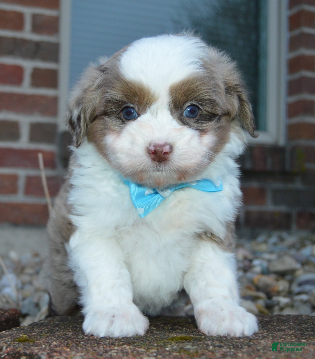 Mini Aussiedoodle dogs for sale: Toy Ace - Ad 9